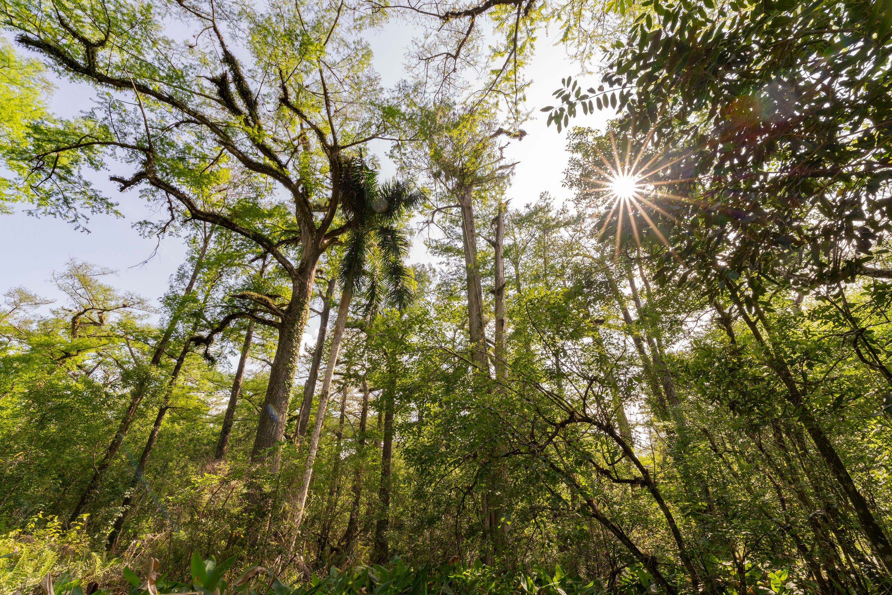 Sunshine through a leafy canopy